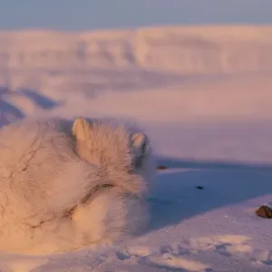 Arctic Fox Print, Ellesmere Island