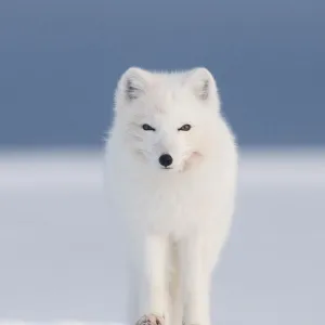 Arctic fox (Vulpes / Alopex lagopus) red faced from feeding on a whale carcass, 1002