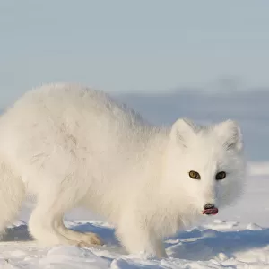 Arctic fox (Vulpes / Alopex lagopus) adult scavenges for food under the snow, 1002