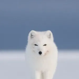 Arctic fox (Vulpes / Alopex lagopus) red faced from feeding on a whale carcass, 1002 Arctic fox (Vulpes / Alopex lagopus) red faced from feeding on a whale carcass, 1002