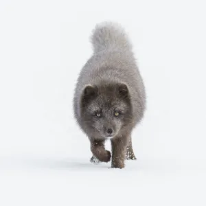 Arctic fox (Vulpes lagopus). Blue colour morph. Hornstrandir Nature Reserve, Iceland