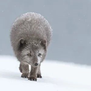 Arctic fox (Vulpes lagopus), blue colour morph in winter coat walking through snow