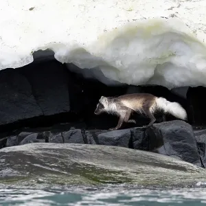 Arctic fox (Vulpes lagopus) hunting along rocky shoreline under overhanging ice, Svalbard, Norway. July Arctic fox (Vulpes lagopus) hunting along rocky shoreline under overhanging ice, Svalbard, Norway. July
