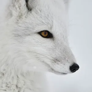 Arctic fox (Vulpes lagopus) portrait of juvenile, winter pelage. Dovrefjell National Park, Norway