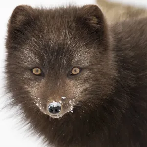 Arctic Fox Winter Print Arctic Fox Winter Print