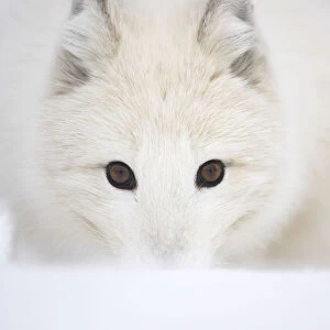 Arctic Fox (Vulpes lagopus) portrait in winter coat. Norway, Captive, March