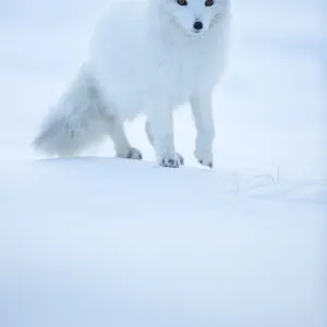 Arctic Fox (Vulpes lagopus) portrait in winter coat, Svalbard, Norway, April