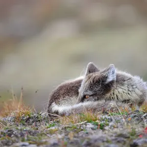 Arctic fox (Vulpes lagopus) resting in grass, Isfjorden, Svalbard, Norway, July Arctic fox (Vulpes lagopus) resting in grass, Isfjorden, Svalbard, Norway, July
