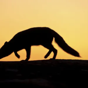 Arctic fox (Vulpes lagopus) silhouetted at sunset, Greenland, August 2009