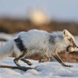 Arctic Fox Print with Snow Goose Egg Arctic Fox Print with Snow Goose Egg