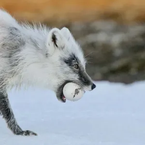 Arctic fox (Vulpes lagopus) with Snow goose egg in mouth, mid moult from winter to summer fur Arctic fox (Vulpes lagopus) with Snow goose egg in mouth, mid moult from winter to summer fur