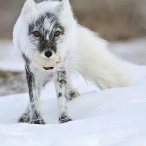 Arctic Fox Print with Snow Goose Egg Arctic Fox Print with Snow Goose Egg