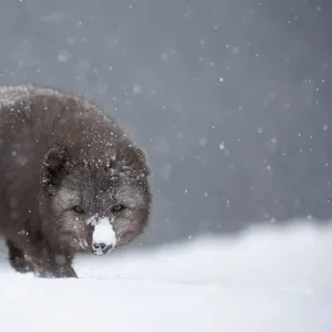 Arctic Fox Cub Print - Westfjords, Iceland. Art Prints, Posters