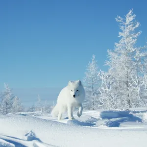 Arctic Fox Print - Taymyr Peninsula Landscape Arctic Fox Print - Taymyr Peninsula Landscape