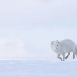 Arctic fox (Vulpes lagopus) winter coat, running on snow, Svalbard, Norway. March