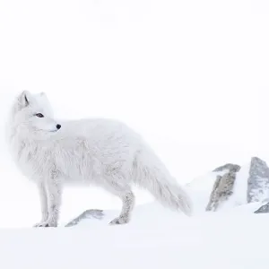 Arctic fox (Vulpes lagopus) winter coat, standing on snow, Svalbard, Norway. March