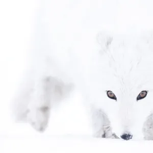 Arctic fox (Vulpes lagopus) winter coat, close-up portrait, Svalbard, Norway. March