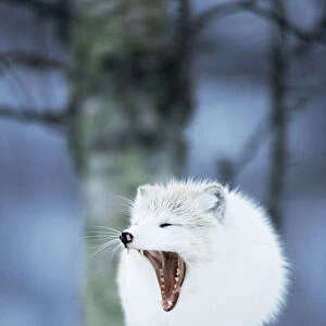 Arctic fox yawning {Vulpes lagopus} Norway captive
