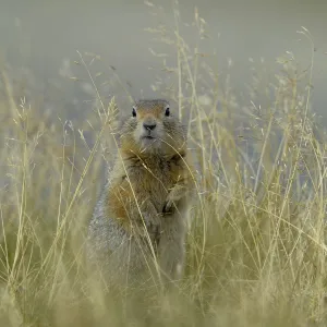 Arctic ground squirrel (Spermophilus parryii) Katmai National Park, Alaska, USA, August