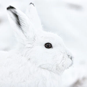 Arctic hare (Lepus arcticus groenlandicus) portrait, Ittoqqortoomiit, Northeast Greenland. February