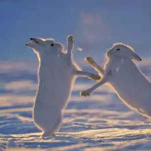 Two Arctic hares (Lepus arcticus) fighting, Northeast Greenland National Park, Greenland