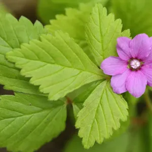 Arctic Raspberry in Flower Print Arctic Raspberry in Flower Print