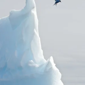 Images Dated 2010 February: 5 Feb 2010