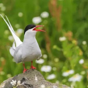 El ternero ártico (Sterna paradisaea) adulto que llama desde una roca en la colonia reproductiva. El ternero ártico (Sterna paradisaea) adulto que llama desde una roca en la colonia reproductiva.