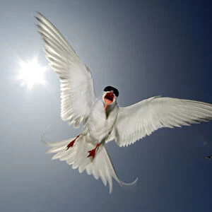 Arctic tern (Sterna paradisaea) adult hovering directly in front of the sun, defending