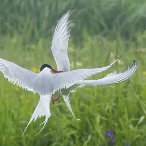 Arctic tern (Sterna paradisaea), two fighting in mid-air