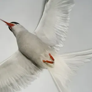 Arctic Tern (Sterna paradisaea) in flight, West coast of Iceland, July 2008 Arctic Tern (Sterna paradisaea) in flight, West coast of Iceland, July 2008