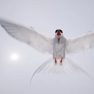 Arctic tern (Sterna paradisaea) in flight, vocalising, aggresive behaviour, Farne Islands