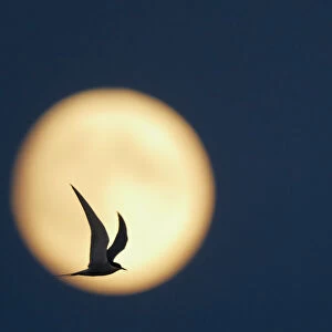 Arctic Tern (Sterna paradisaea) in flight, silhouetted against the moon at dusk