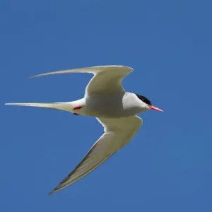 Arctic tern (Sterna paradisaea) in flight, Inner Farne, Farne Islands, Northumberland