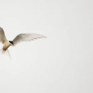 Arctic Tern (Sterna paradisaea) in flight. Shetland, Scotland, August