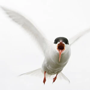 Arctic tern (Sterna paradisaea) in flight, calling, Farne Islands, Northumberland