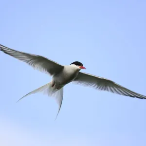 Arctic tern in flight print Arctic tern in flight print