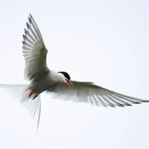 Arctic tern (Sterna paradisaea) in flight over nesting area in meadows near coast, Reykjanes Peninsula, Iceland. July Arctic tern (Sterna paradisaea) in flight over nesting area in meadows near coast, Reykjanes Peninsula, Iceland. July