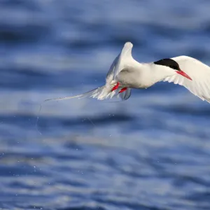 Arctic tern (Sterna paradisaea) in flight over water, Spitsbergen, Svalbard, Norway