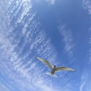 Arctic Tern (Sterna paradisaea) flying overhead. Farne Islands, Northumberland, UK. May