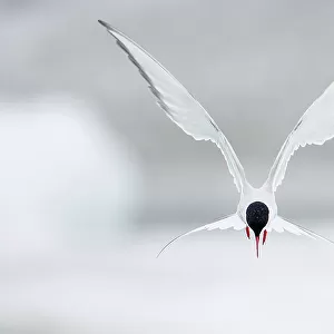 Arctic Tern (Sterna paradisaea) hovering in flight, June, Iceland. Magic Moments book plate
