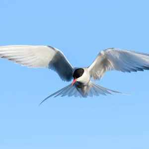 Arctic tern (Sterna paradisaea) hovering above the ocean, Svalbard, Norway June