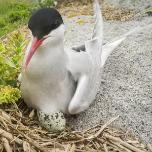 Arctic tern (Sterna paradisaea) sitting on egg, Machias Seal Island, Bay of Fundy