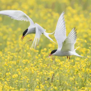 Arctic terns (Sterna paradisaea), two in flight over nesting colony in field of buttercups