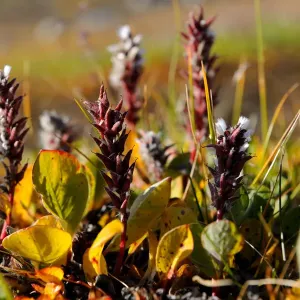 Arctic willow (Salix arctica) flowering, Baffin Island, Nunavut, Canada, August