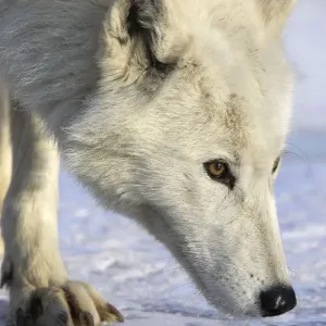 Arctic Wolf Print - Captive Walking on Snow Arctic Wolf Print - Captive Walking on Snow