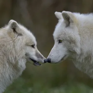 Arctic Wolf Print - Captive Male and Female Arctic Wolf Print - Captive Male and Female