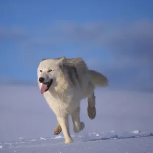 Arctic wolf running in snow {Canis lupus arctos} captive USA