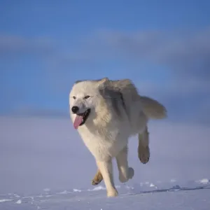 Arctic Wolf Running in Snow Print Arctic Wolf Running in Snow Print