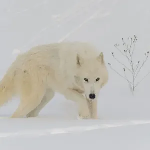 Lobo ártico en la nieve (Canis lupus arctos), Minnesota, EE. UU. Enero. Situación controlada. Lobo ártico en la nieve (Canis lupus arctos), Minnesota, EE. UU. Enero. Situación controlada.